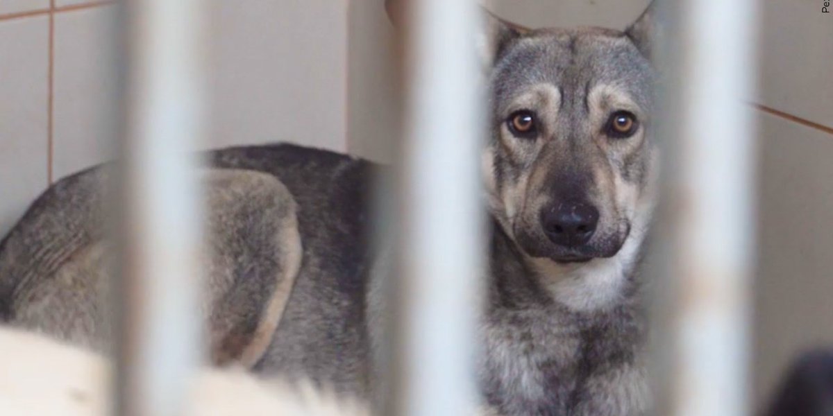 Contagious virus leads to at least 25 dogs euthanized, animal shelter says