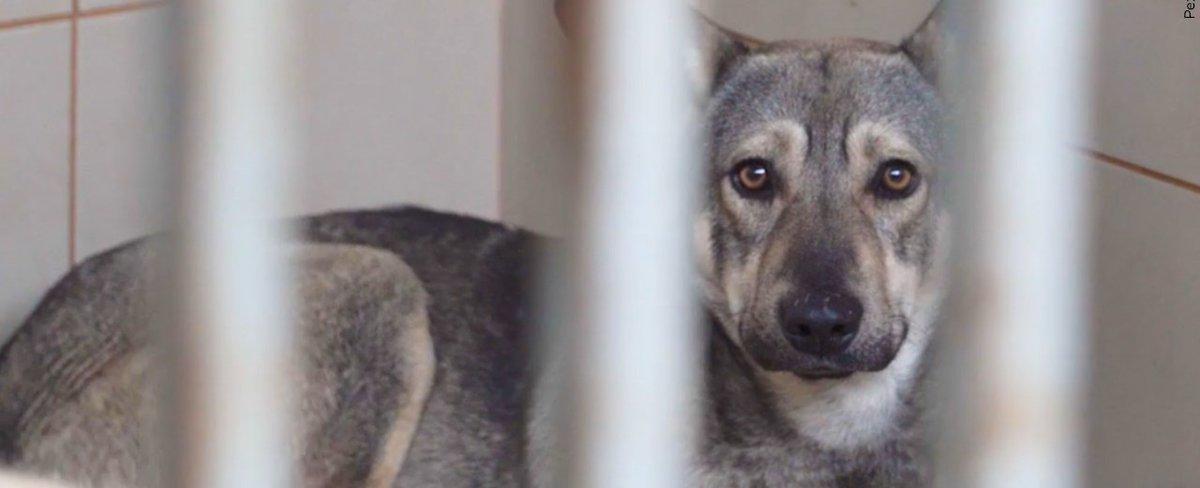 Contagious virus leads to at least 25 dogs euthanized, animal shelter says