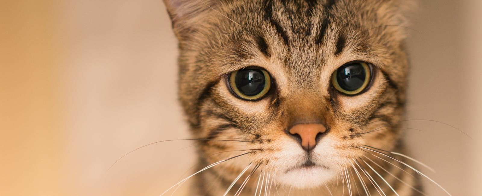 Internet Obsessed With Adult Cat Spying on Sister's Kittens: 'So Confused'