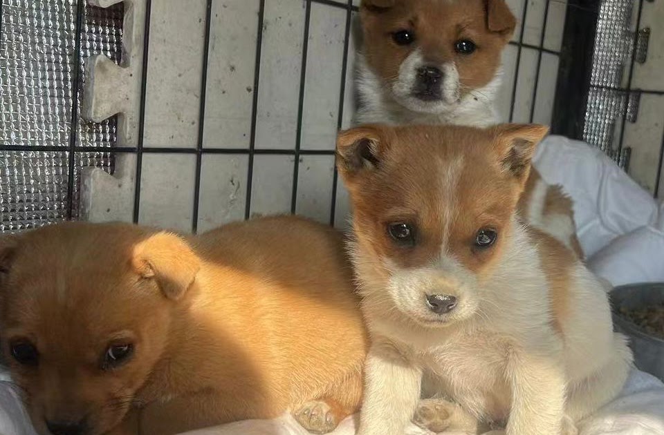 Thurs 6th April: Dogs are not wolves