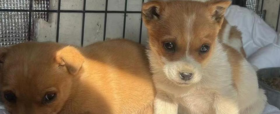 Thurs 6th April: Dogs are not wolves