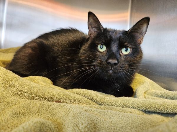 Pet Adoption In The Toms River Area: See New Dogs, Cats