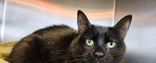 Pet Adoption In The Toms River Area: See New Dogs, Cats