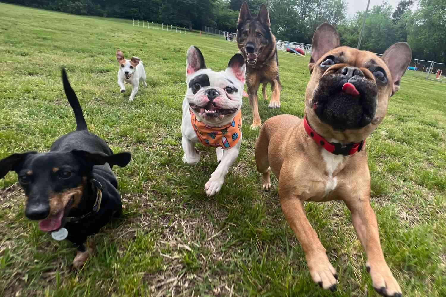 Former Demon Dog Ralphie the French Bulldog Doing Well After Adoption