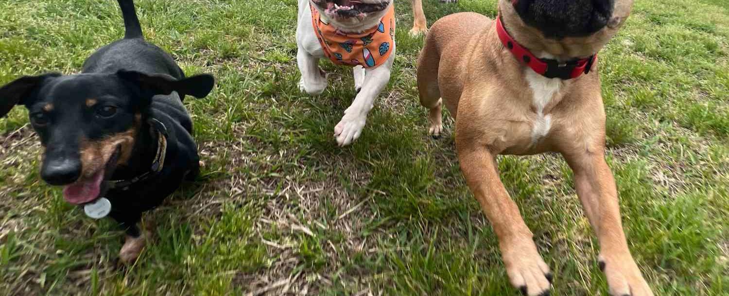 Former Demon Dog Ralphie the French Bulldog Doing Well After Adoption