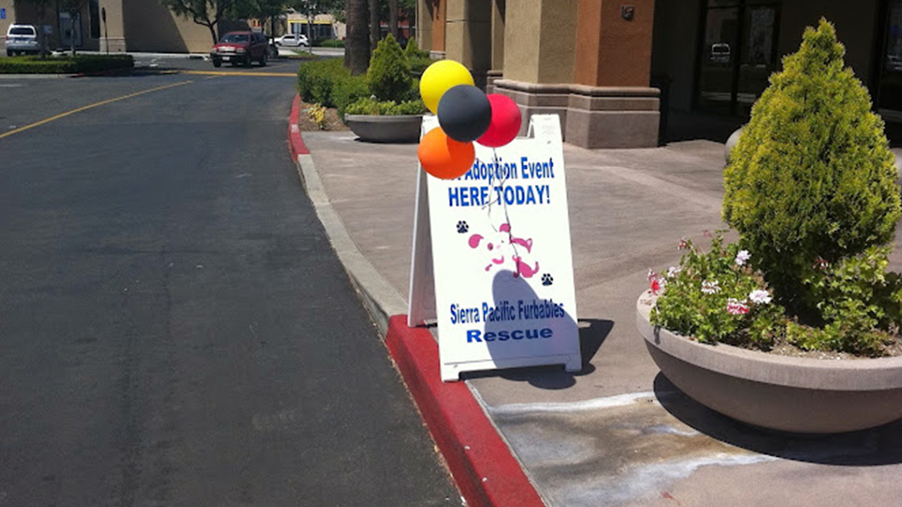 Drivers seen dumping dogs on remote road in California