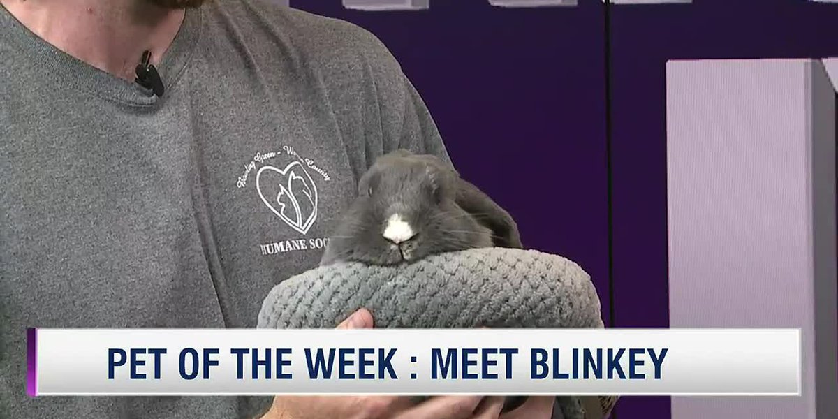 Pet of the Week: Meet Blinkey from the BGWC Humane Society