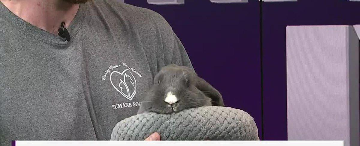 Pet of the Week: Meet Blinkey from the BGWC Humane Society