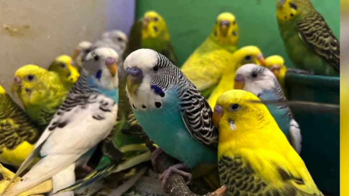 Staff find 19 birds, cat abandoned outside Ann Arbor’s Humane Society of Huron Valley