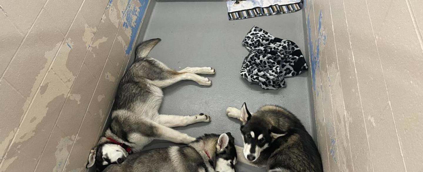 14 husky dogs that roamed more than a month rescued in Pierce County