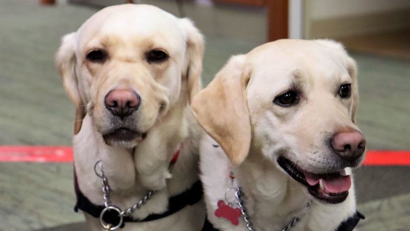 Covid-sniffing dogs can help detect infections in K-12 schools, new study suggests | CNN