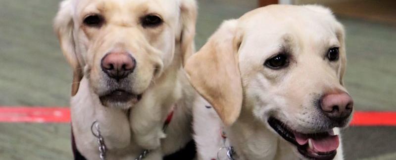 Covid-sniffing dogs can help detect infections in K-12 schools, new study suggests | CNN