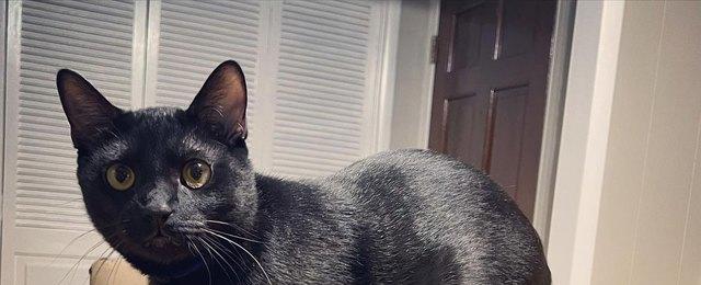 14 Pets Having Funny Box Fails | Cuteness