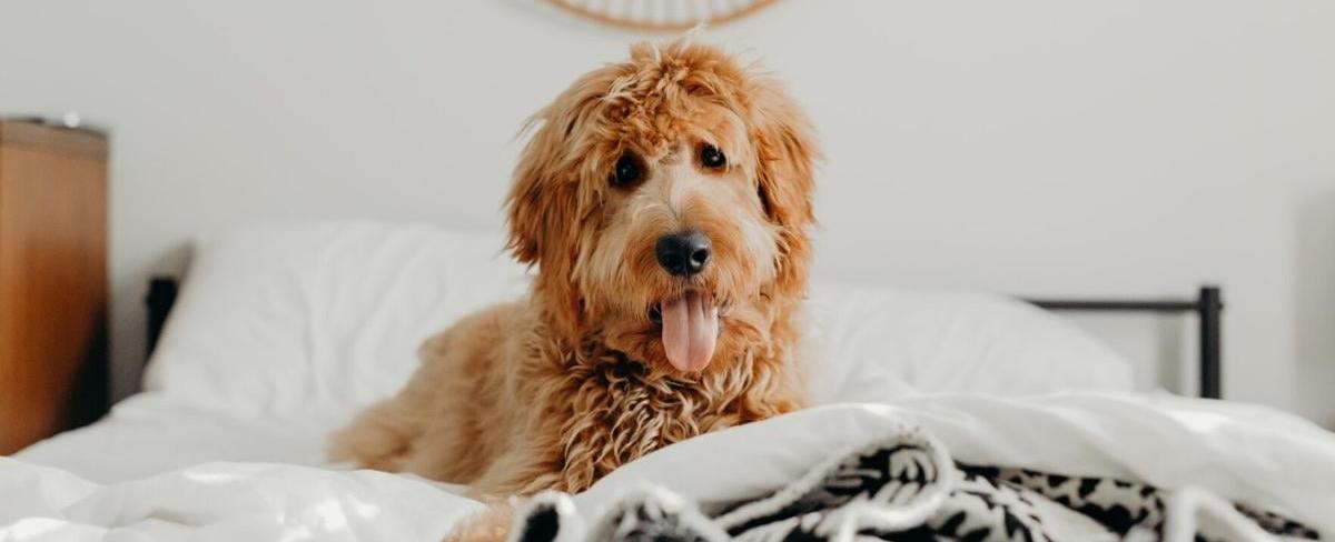 Where to buy the most stylish designer products for your pet