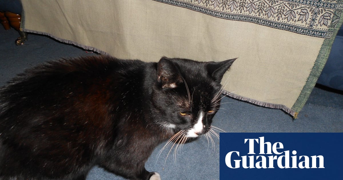 The pet I’ll never forget: Humphrey the cat pooed in our slippers – and taught me about love