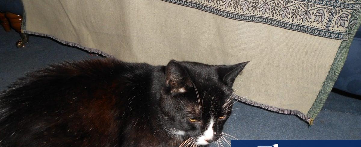 The pet I’ll never forget: Humphrey the cat pooed in our slippers – and taught me about love