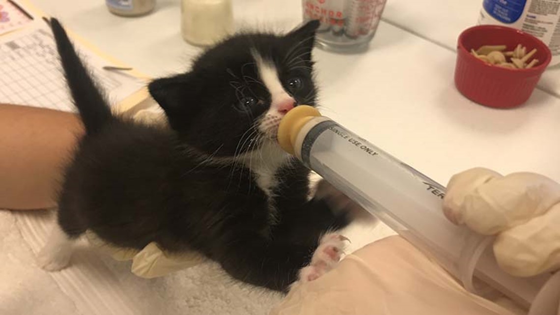 Neonatal nursery open for puppies, kittens at Houston SPCA