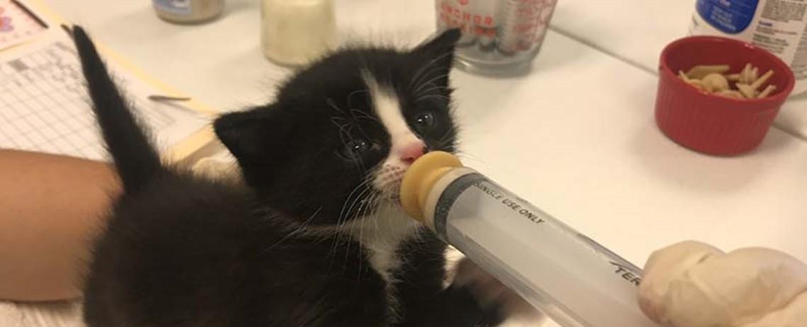 Neonatal nursery open for puppies, kittens at Houston SPCA