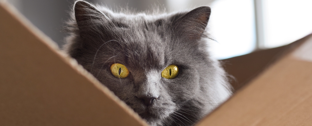 Physicists Set New Quantum Record With Heaviest 'Schrödinger Cat' Yet