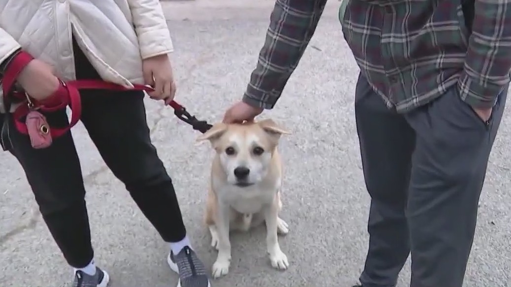 Vets warn of chocolate poisoning in dogs ahead of Easter