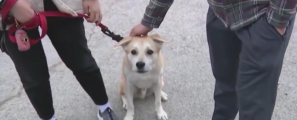 Vets warn of chocolate poisoning in dogs ahead of Easter