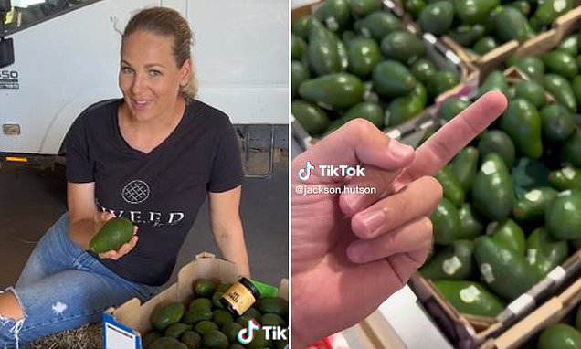 How to know when Shepard avocados are ripe: Recipes for avocados in Australia Coles and Woolworths