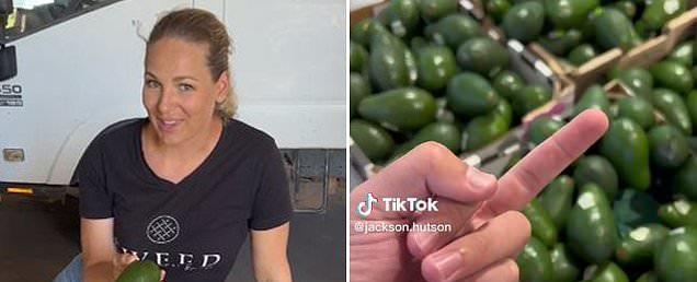 How to know when Shepard avocados are ripe: Recipes for avocados in Australia Coles and Woolworths