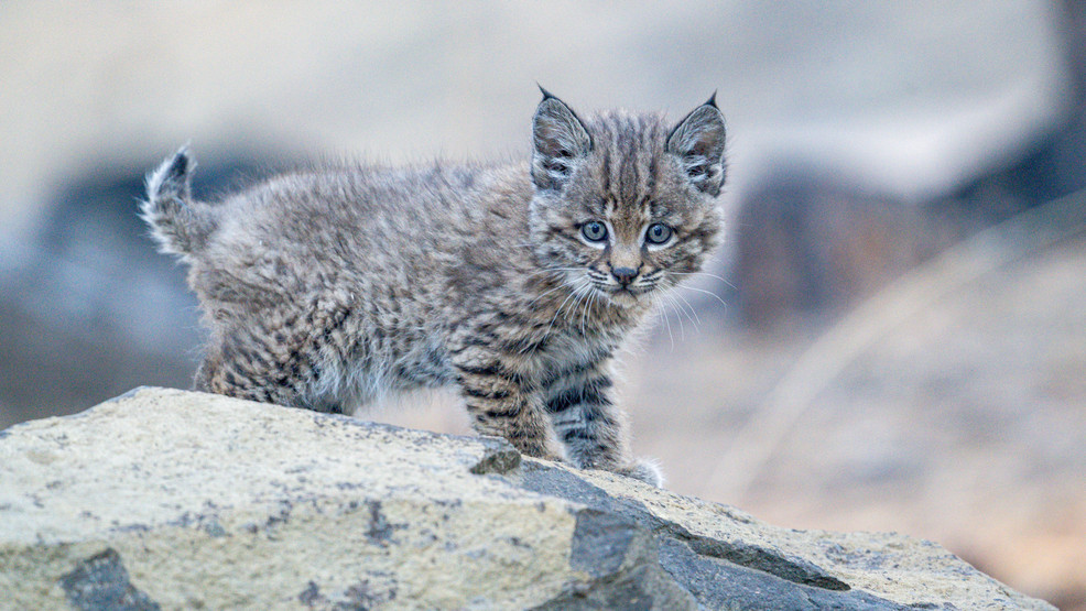 High Desert Museum debuts baby bobcat boy after kitten is taken from the wild by civilians