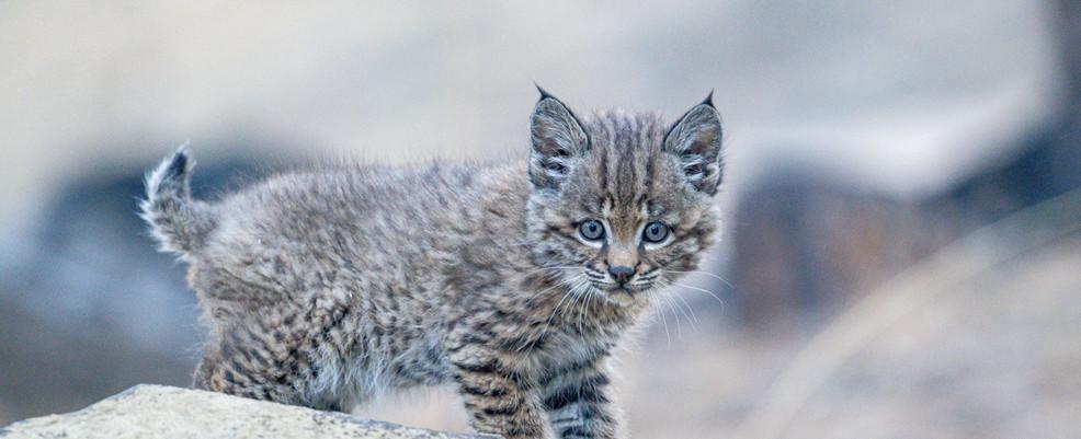 High Desert Museum debuts baby bobcat boy after kitten is taken from the wild by civilians