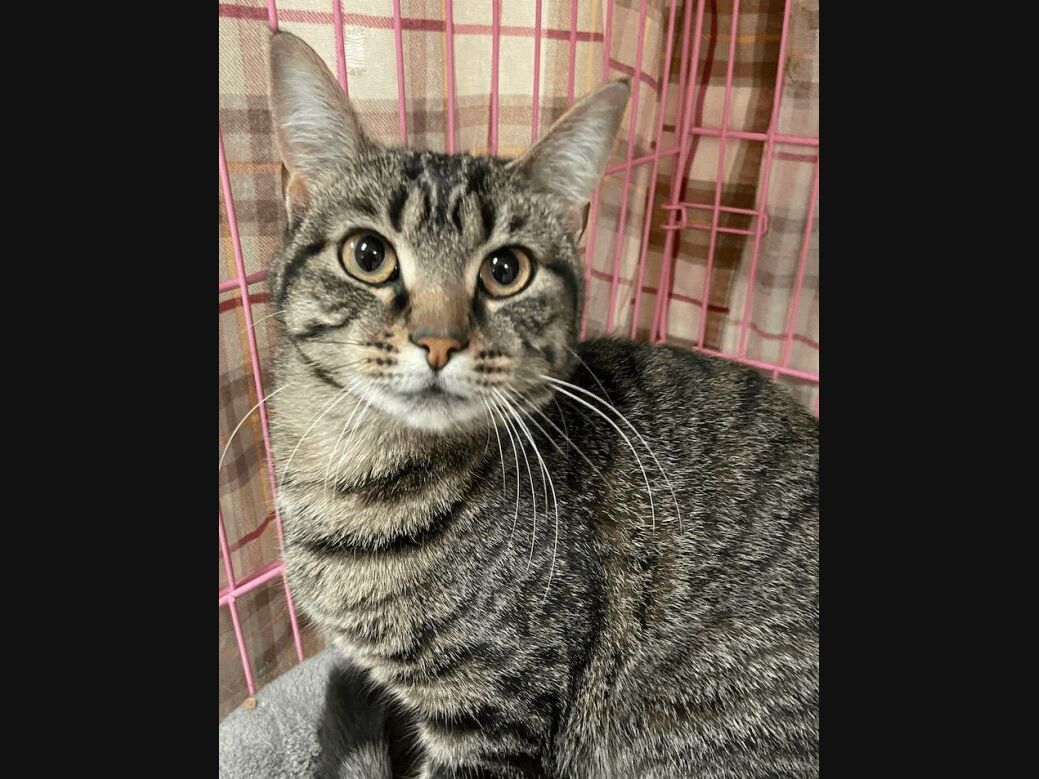 North Branford Area Pets Who Need A Home: Cats, Dogs, More