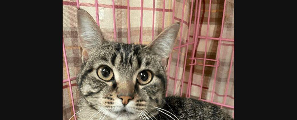 North Branford Area Pets Who Need A Home: Cats, Dogs, More