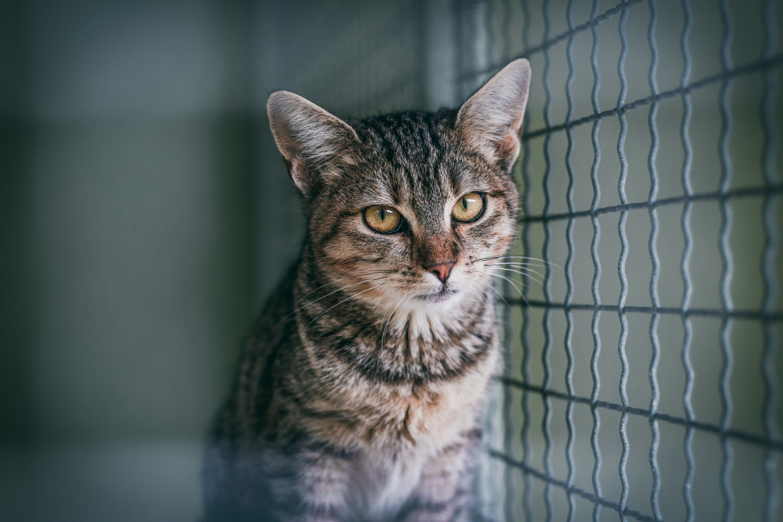 Tears As Cat 'Locked in Cage' for 12 Years is Adopted