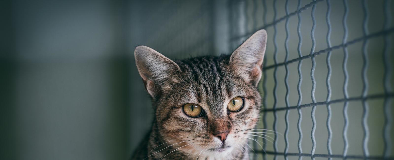 Tears As Cat 'Locked in Cage' for 12 Years is Adopted