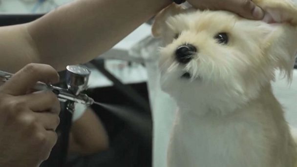 Video Toy maker creates lifelike pet plushies for grieving owners