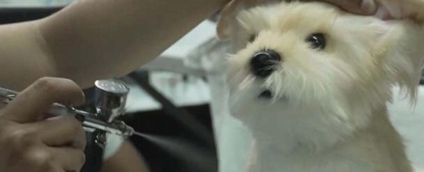 Video Toy maker creates lifelike pet plushies for grieving owners