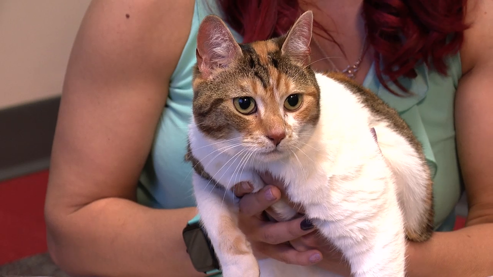 Pet Pals: Confetti Faye