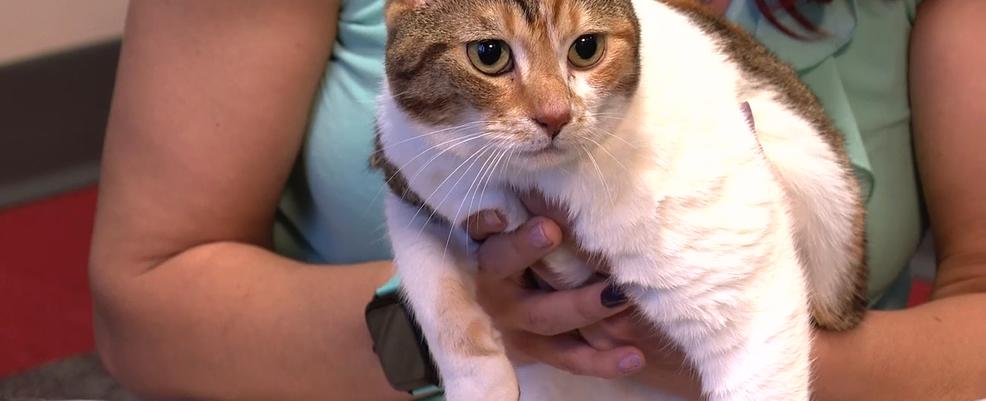 Pet Pals: Confetti Faye