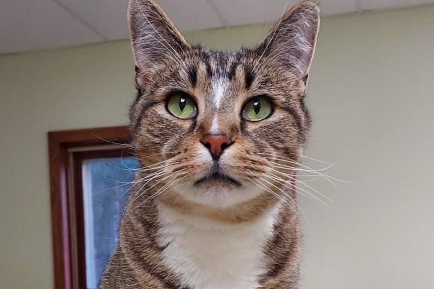 Darren the Rescue Cat Has Been Living at Wisconsin Shelter for 8 Years