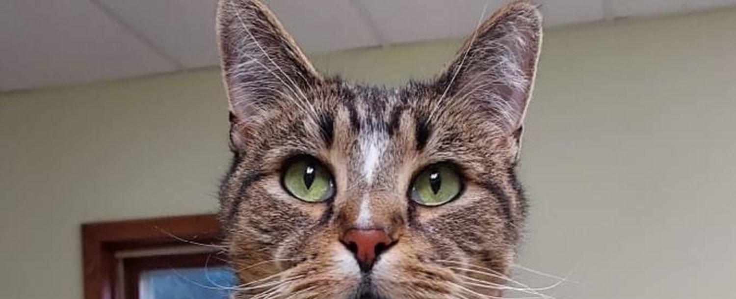 Darren the Rescue Cat Has Been Living at Wisconsin Shelter for 8 Years