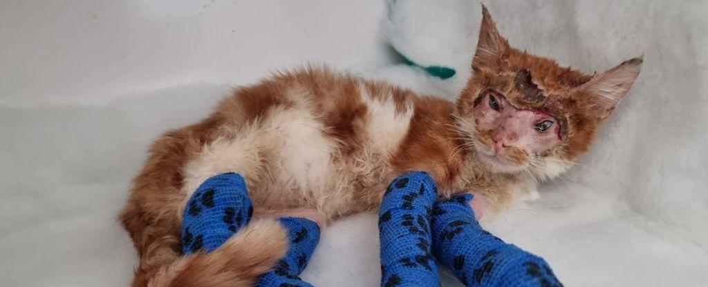Bradford: Kitten 'miraculously' survives resin injuries