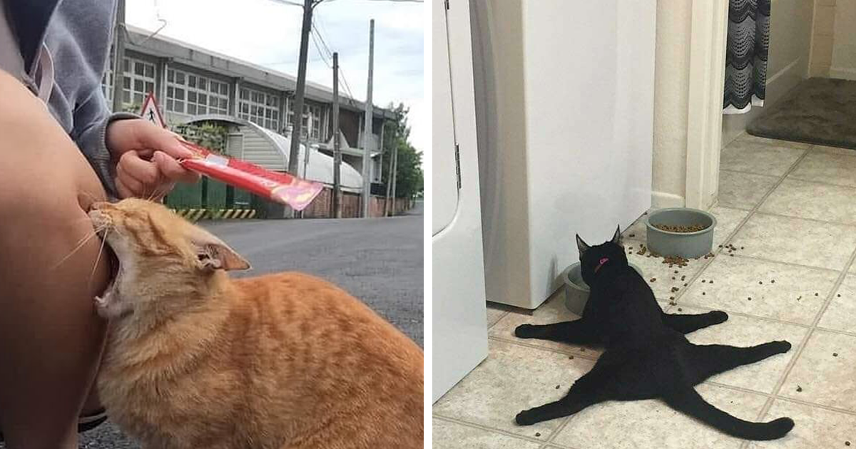 Just A Bunch Of Times Cats Stopped Being Able To Cat And Broke That Will Make You Laugh