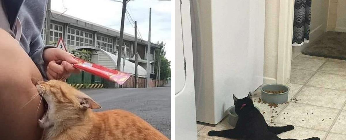 Just A Bunch Of Times Cats Stopped Being Able To Cat And Broke That Will Make You Laugh