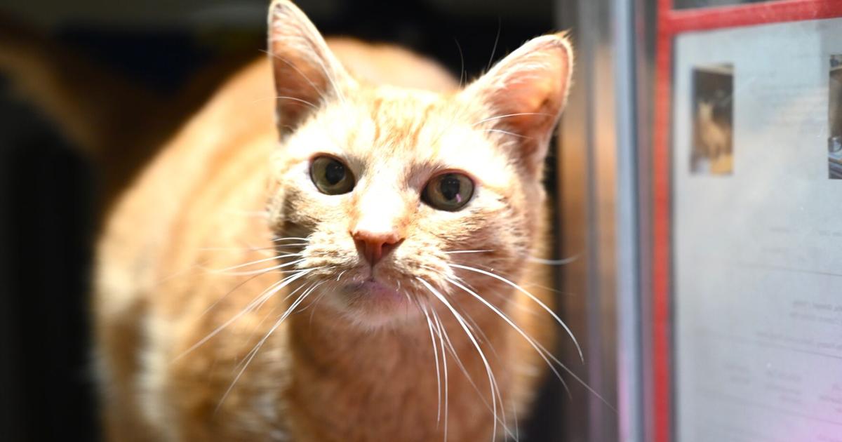 Clark Health Department collects pet supplies before Adopt A Shelter Pet Day