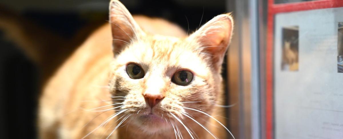 Clark Health Department collects pet supplies before Adopt A Shelter Pet Day