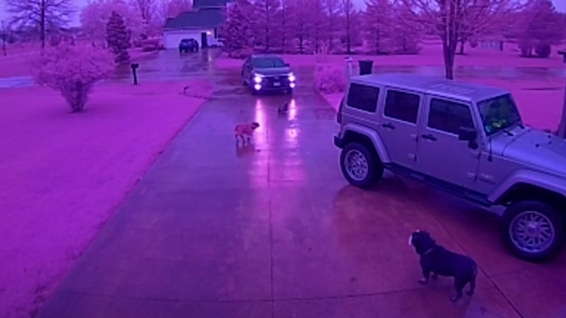Delivery driver goes after dogs