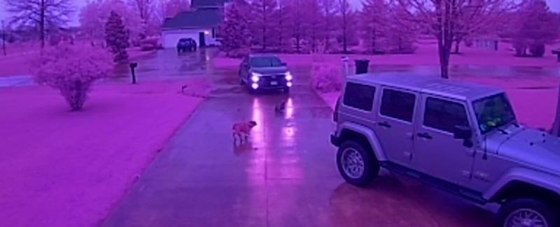 Delivery driver goes after dogs