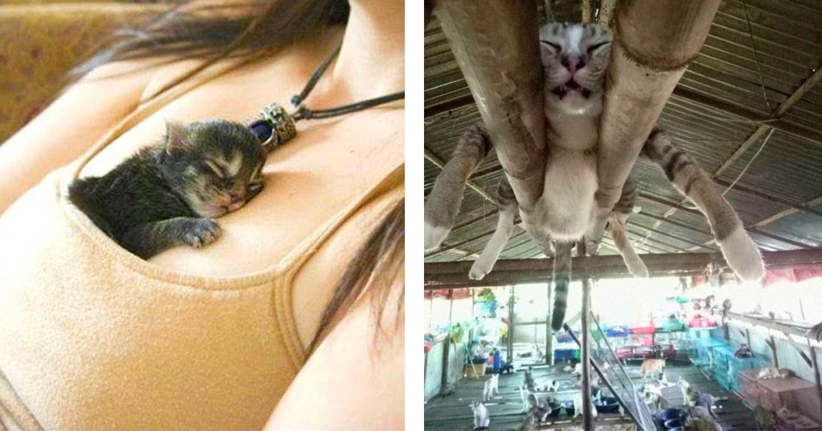 Cats That Had The Audacity To Sleep In Some Really Bizarre Places