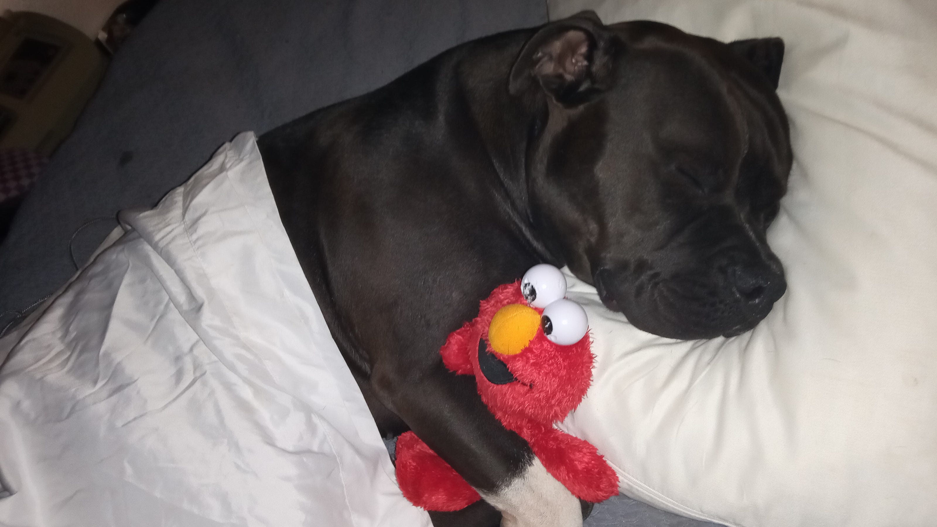 'She's my best friend': Phoenix woman searches for stolen service dog