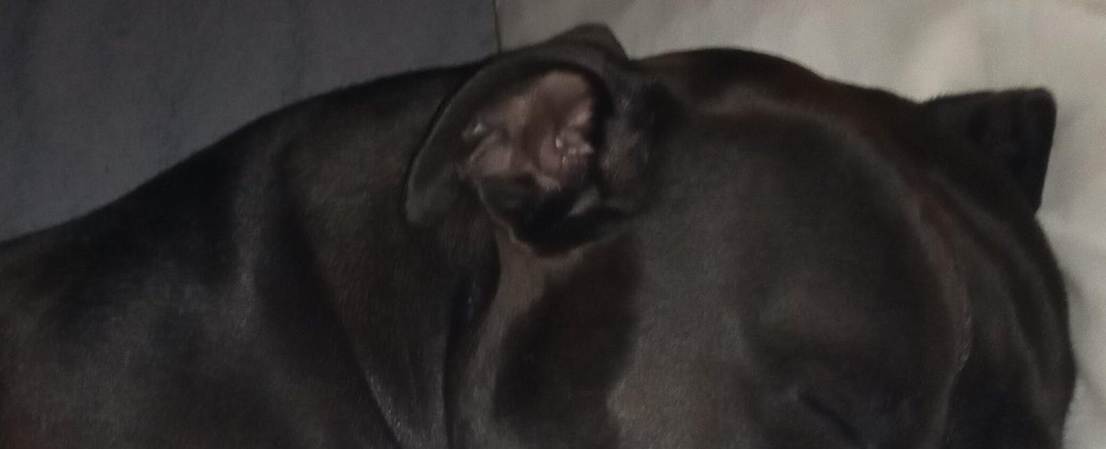 'She's my best friend': Phoenix woman searches for stolen service dog