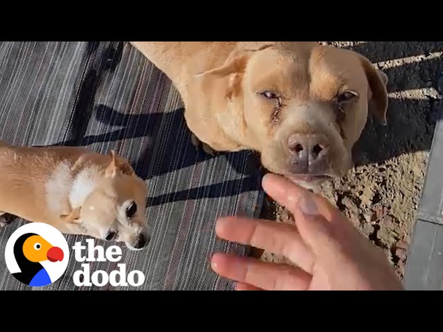 Two Pregnant Dogs Chase Down A Van | The Dodo